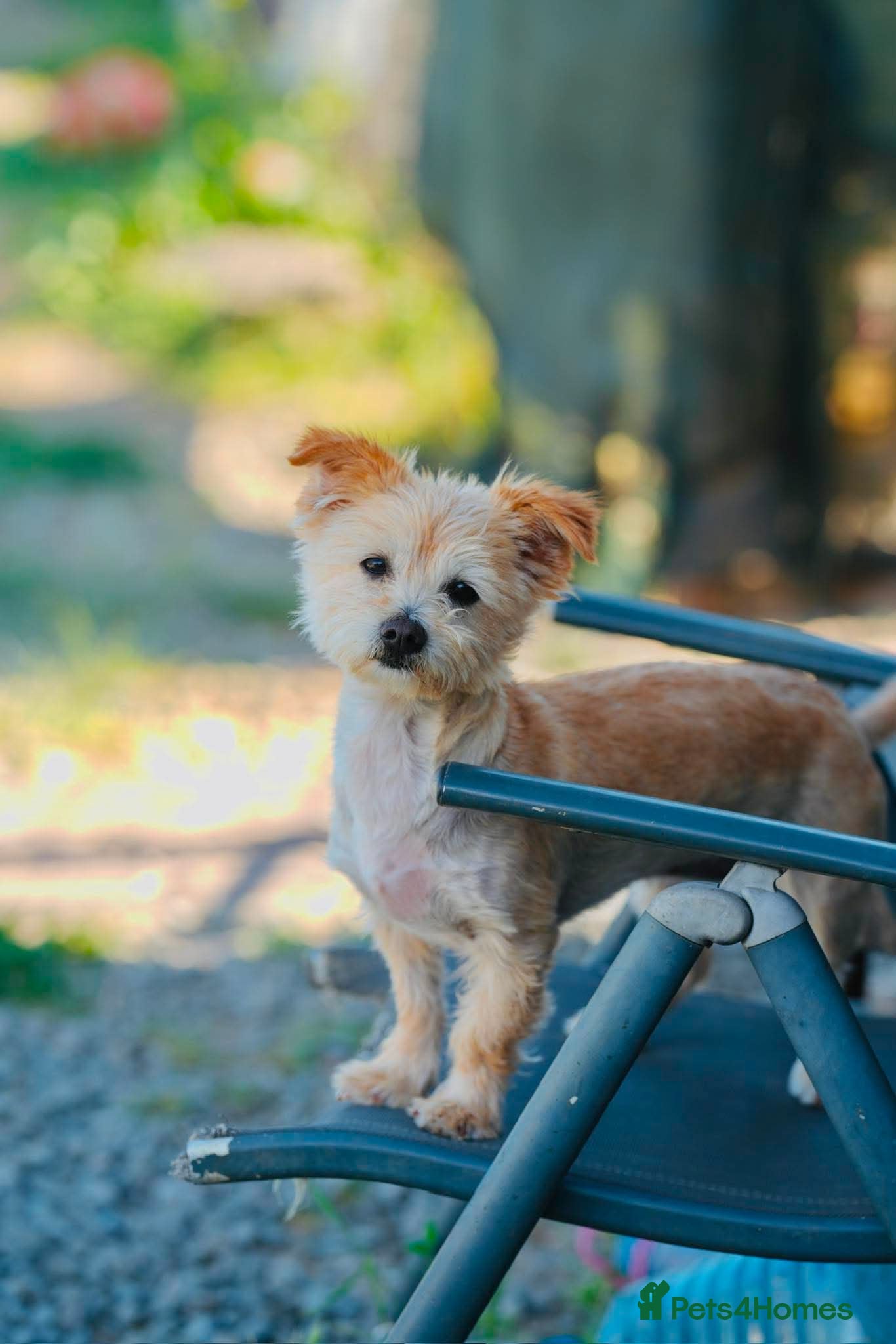 Mixed Breed dogs 🌼 Say Hello to Miss Daisy! 🌼 - Advert 3