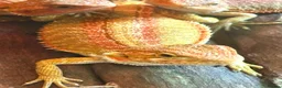 Bearded Dragon reptiles for sale: Stunning baby bearded dragons £100 ONO  - Advert 9