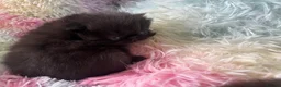 Persian cats for sale: Exotic long hair Persian kittens - Advert 15
