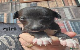 Whippet dogs for sale: Adorable KC reg Whippet Puppies - Image 2