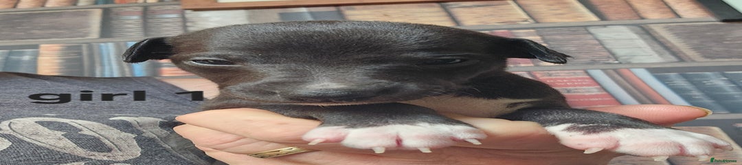 Girl Puppy 1