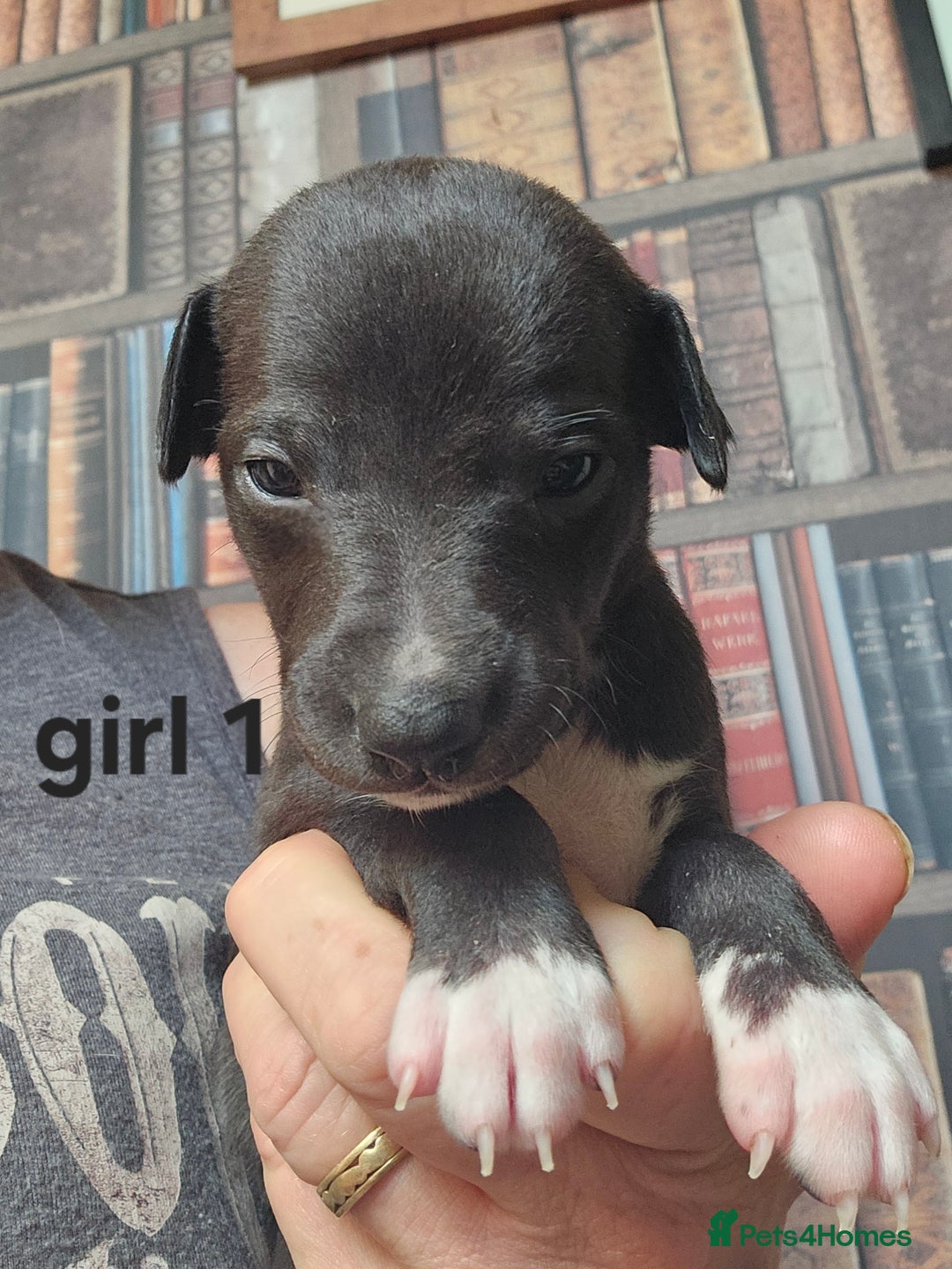 Whippet dogs for sale: Adorable KC reg Whippet Puppies - Image 2