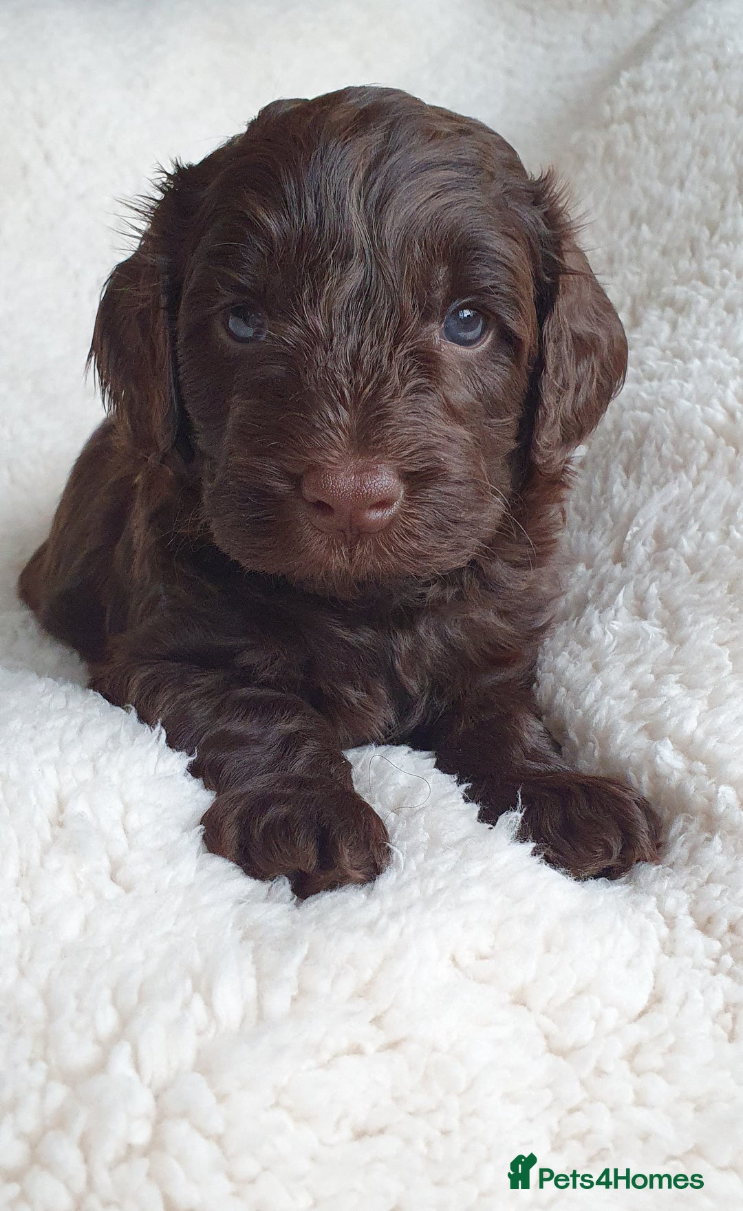 Australian Labradoodle dogs for sale: Health-tested Australian Labradoodle puppies - Image 19