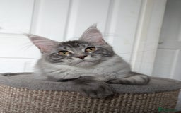 Maine Coon cats for sale: Maine coon kittens  - Image 1