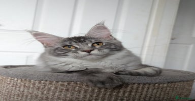 Maine Coon cats - Advert 6