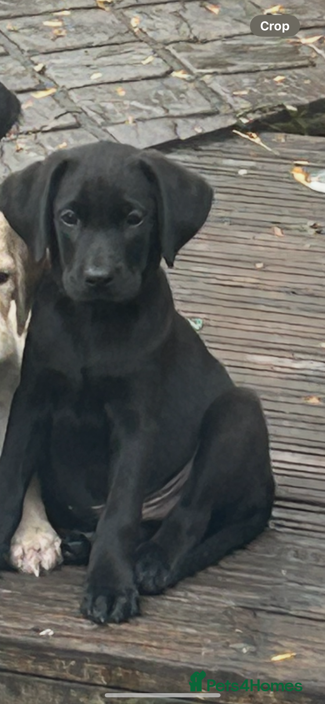 Mixed Breed dogs for sale: 3/4 Labrador 1/4 German wire hair pointer  - Advert 5