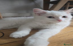 Persian cats for sale: Pure white long hair persian male kitten - Image 5