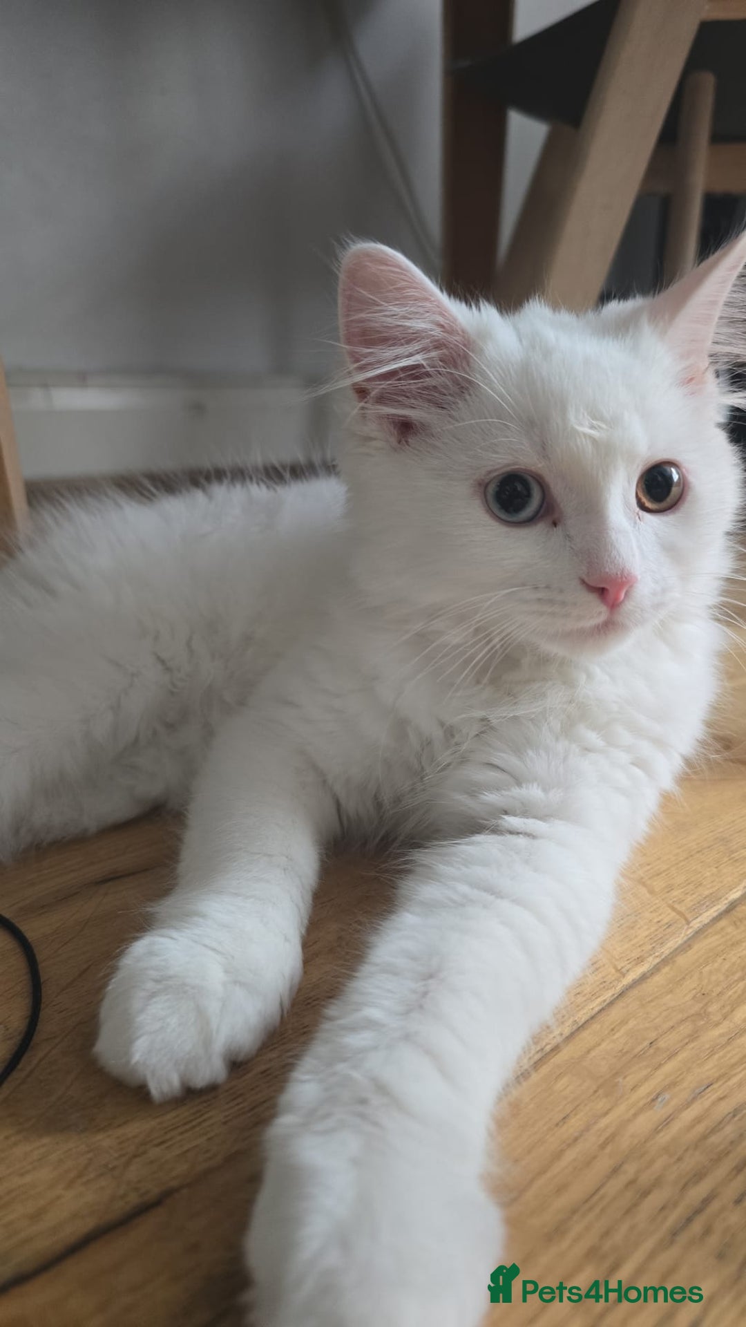 Persian cats for sale: Pure white long hair persian male kitten - Image 5