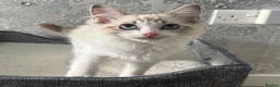 Ragdoll cats for sale: Beautiful Ragdoll Kittens - Advert 22