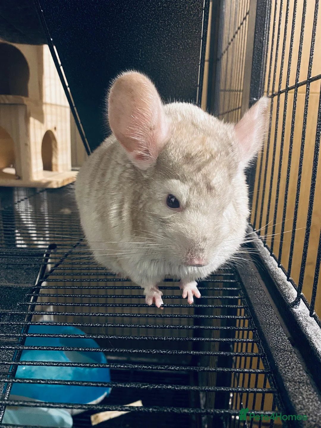 Chinchilla rodents for sale: Chinchilla with full set up  - Advert 2