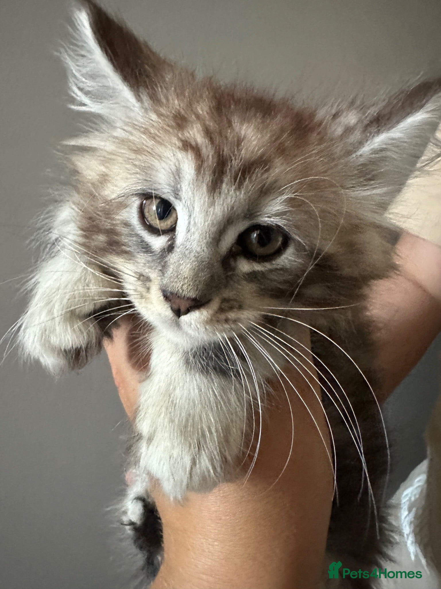 Maine Coon cats TICA Maine Coon Smoke/Silver kittens  - Advert 1