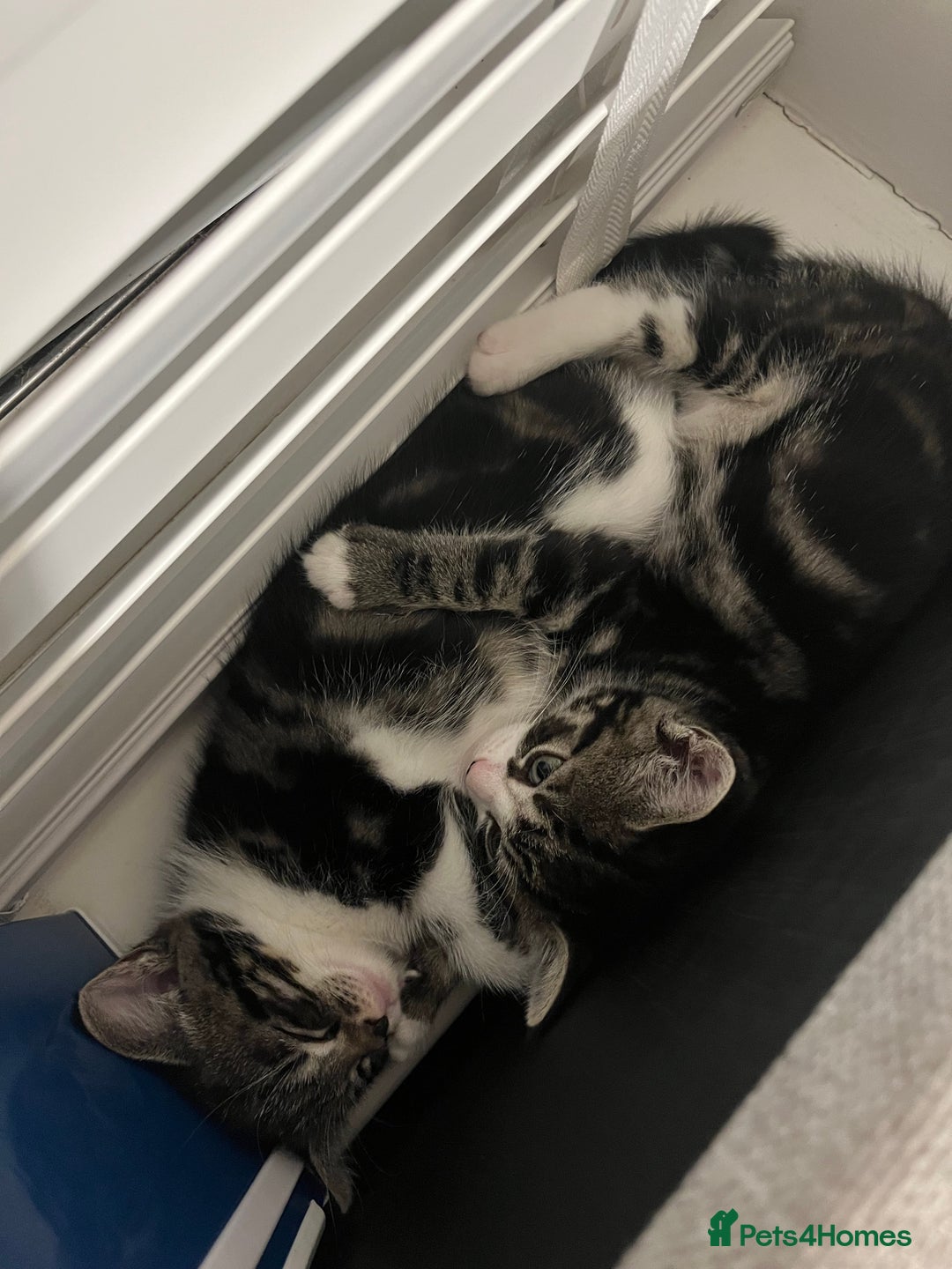Mixed Breed cats for sale: Grey, black & white female kitten, 7 weeks old - Image 15