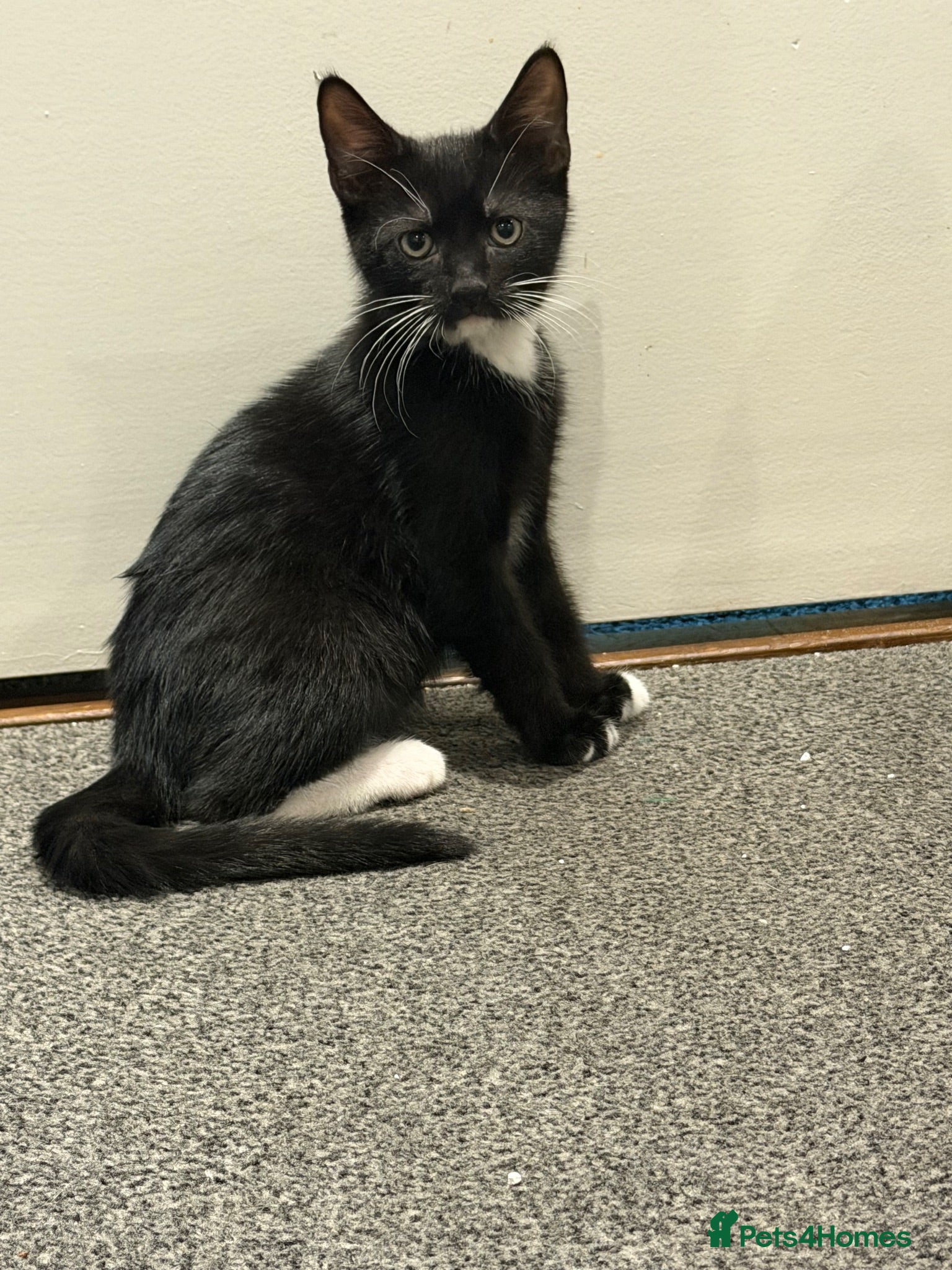 Mixed Breed cats Black and white kitten for sale - Advert 3