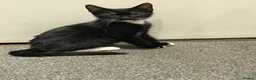 Mixed Breed cats for sale: Black and white kitten for sale in London - Advert 1