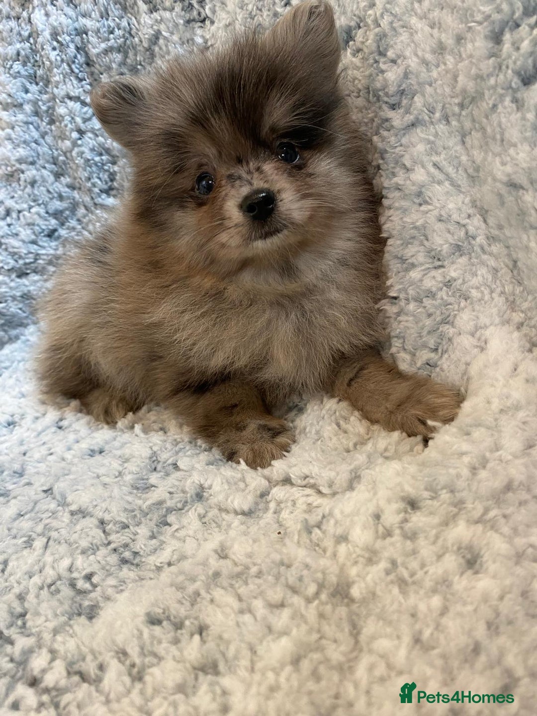 Pomeranian dogs for sale: Ready to leave Pomeranian puppies  - Image 14