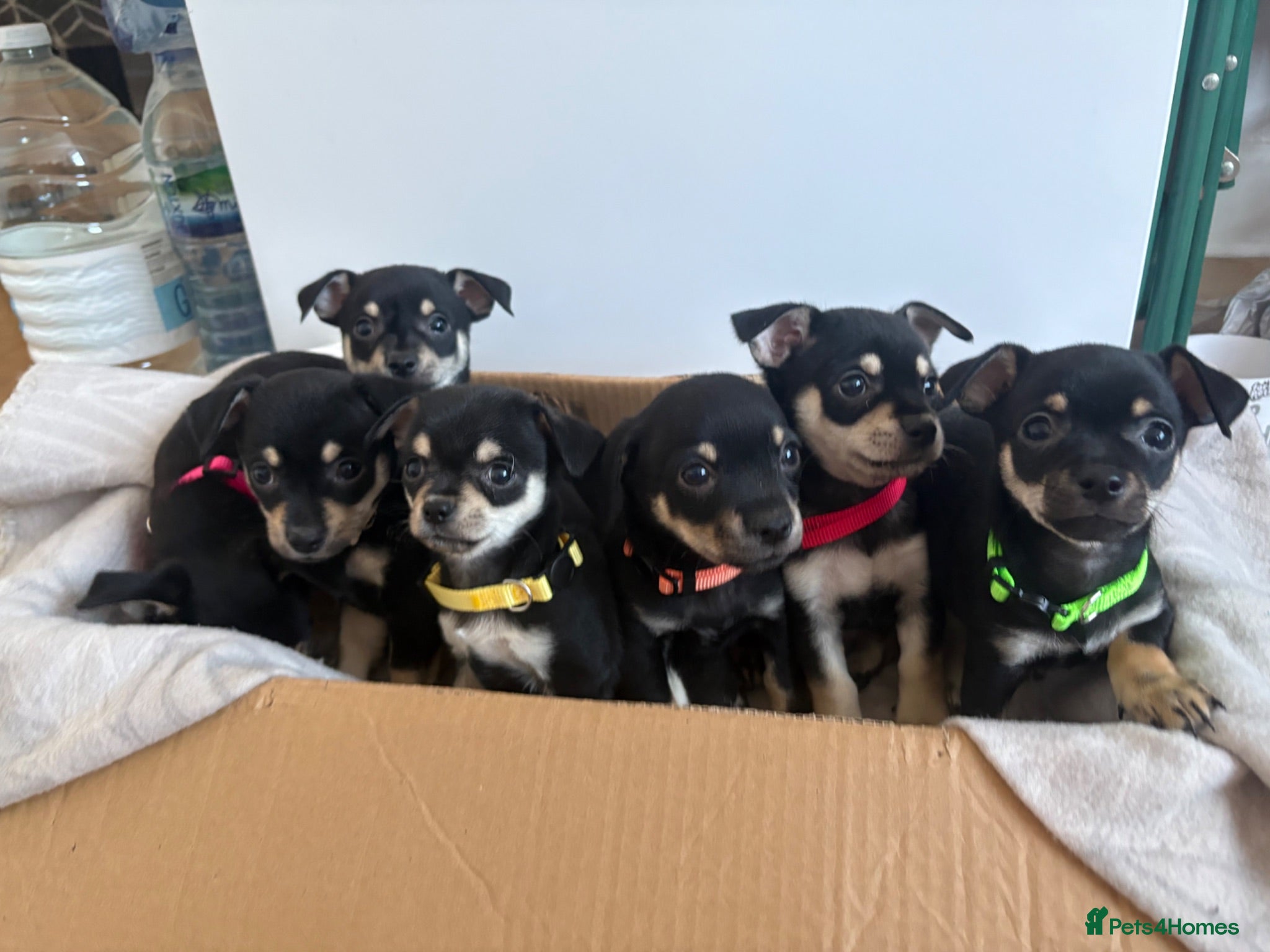 Mixed Breed dogs 🐶Chihuahua × Miniature Pinscher Puppies  - Advert 15