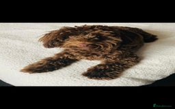 Mixed Breed dogs for sale: 12 month old havapoo - Image 5