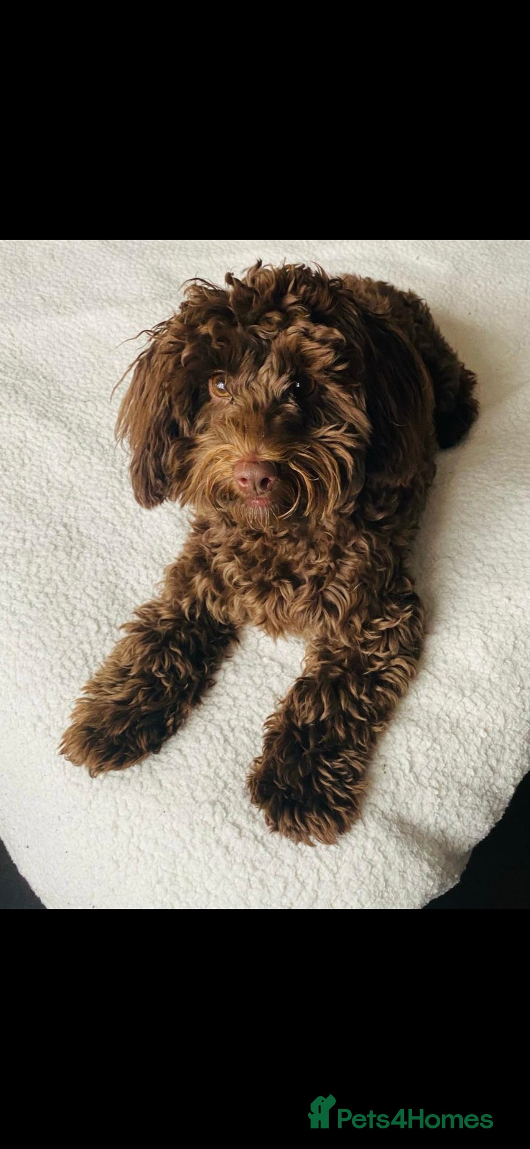 Mixed Breed dogs for sale: 12 month old havapoo - Image 5