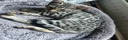 Savannah cats for sale: Beautiful savanah F4 female ready to leave  - Advert 13