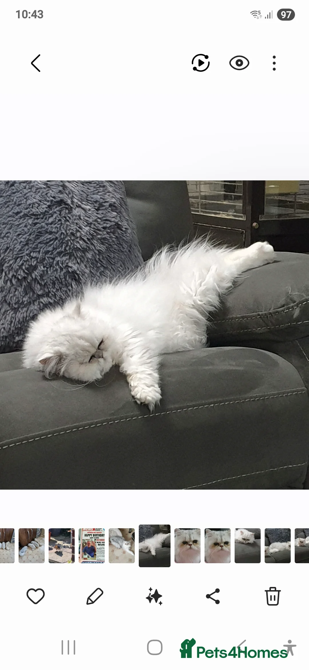 Persian cats for stud: Chinchilla Persian. My Rafa in Billingshurst - Advert 2