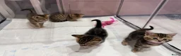 Mixed Breed cats for sale: Kittens For sale - Advert 7