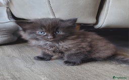 Ragdoll cats for sale: Adorable mixed Norwegian/Ragdoll left  in Dundee - Image 17