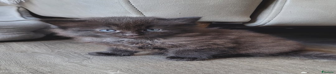 Ragdoll Kitten 1