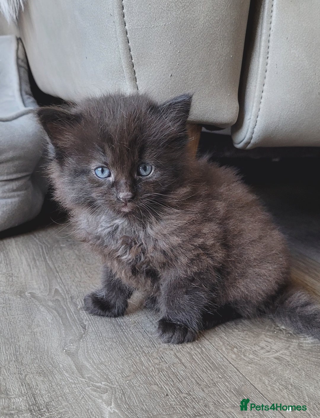 Ragdoll cats for sale: Adorable mixed Norwegian/Ragdoll left  in Dundee - Image 17