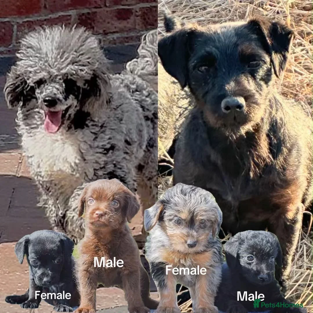 Mixed Breed dogs for sale: READY NOW PATTERPOO BABIES  - Advert 2