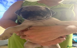 Pug dogs for sale: Pug puppies *READY NOW!!* - Image 26