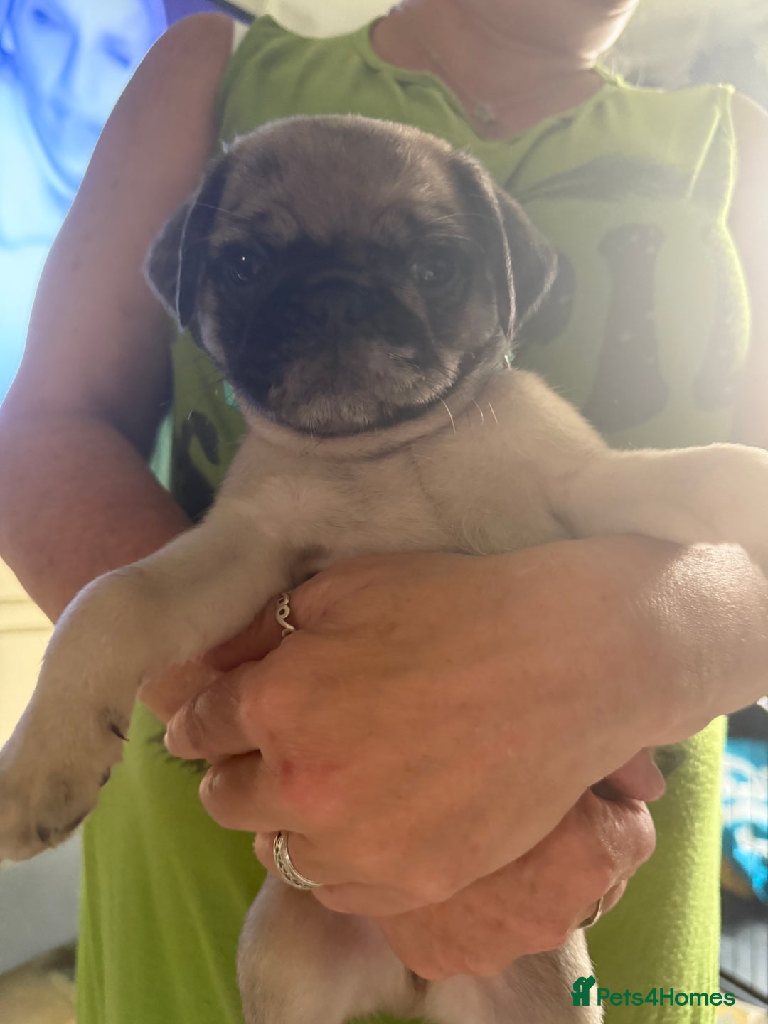 Pug dogs for sale: Pug puppies *READY NOW!!* - Image 26