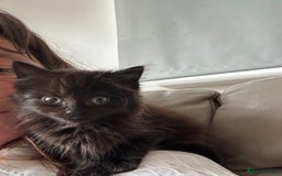 Mixed Breed cats for sale: Mixed kittens  - Image 10