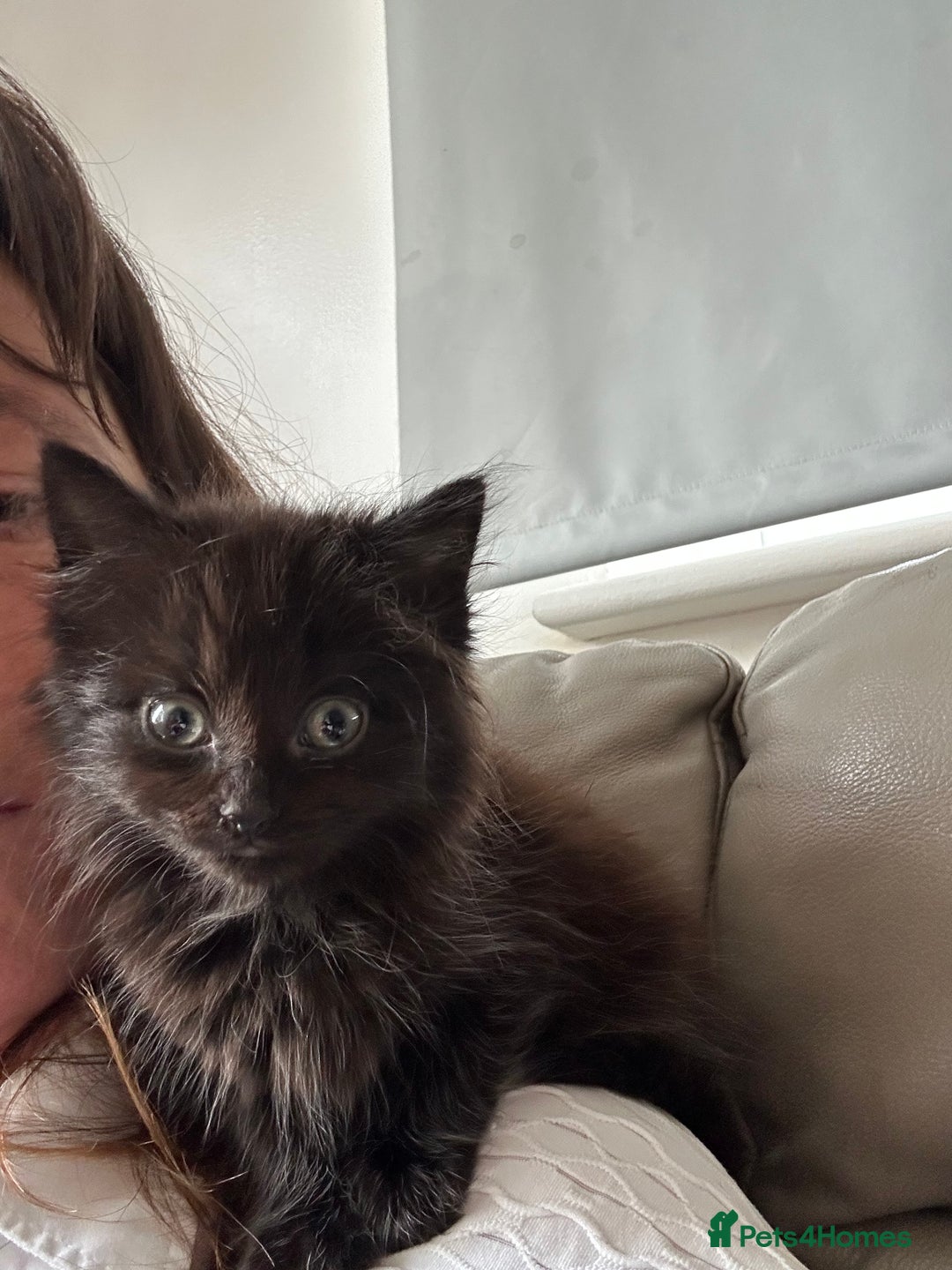 Mixed Breed cats for sale: Mixed kittens  - Image 10
