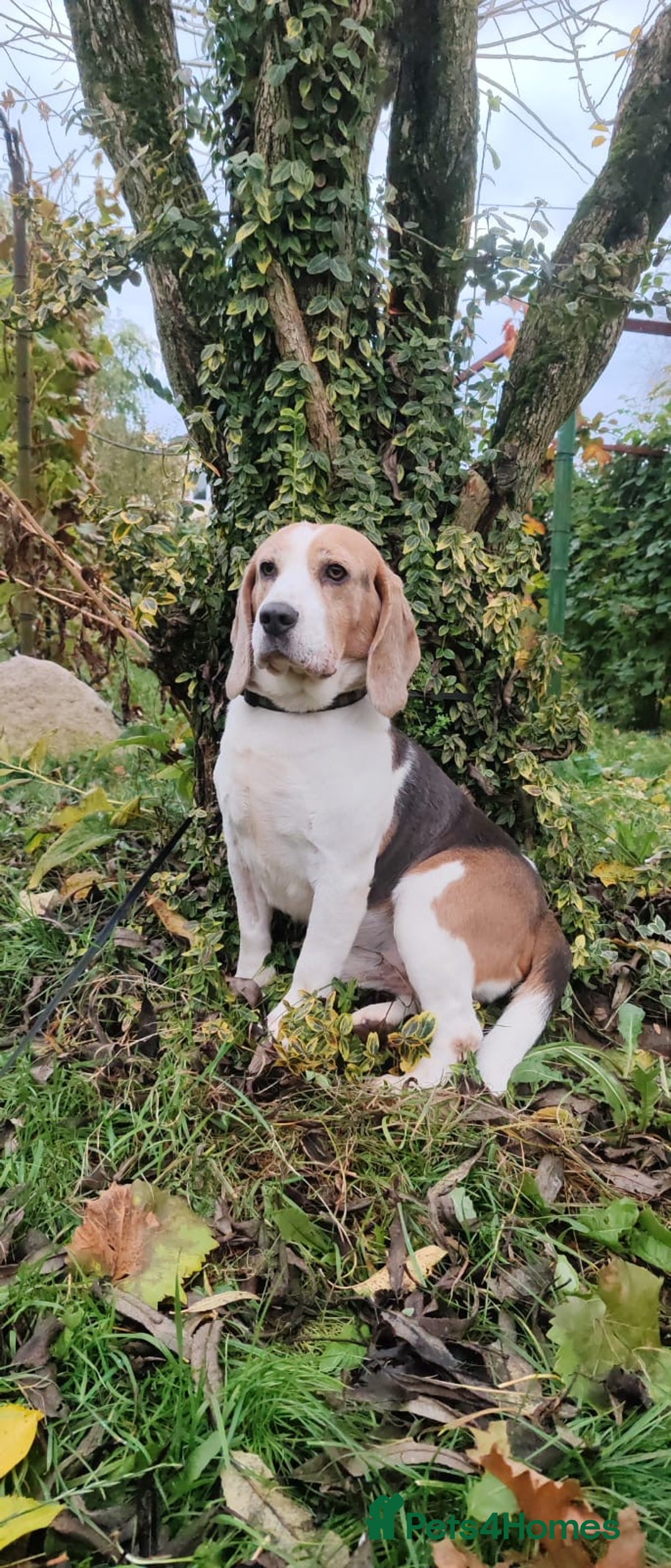 Beagle dogs for adoption: Charlie - the Beagle - Image 10
