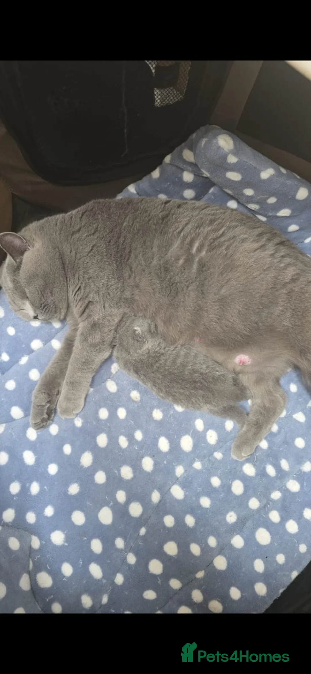 British Shorthair cats for sale: Chunky British shorthair  - Advert 13