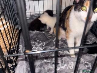 Siamese cats Our lovely pet cat had 2 beautiful babies - Advert 3