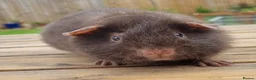 Guinea Pig rodents for sale: Beautiful Baby guinea pigs for sale  - Advert 5