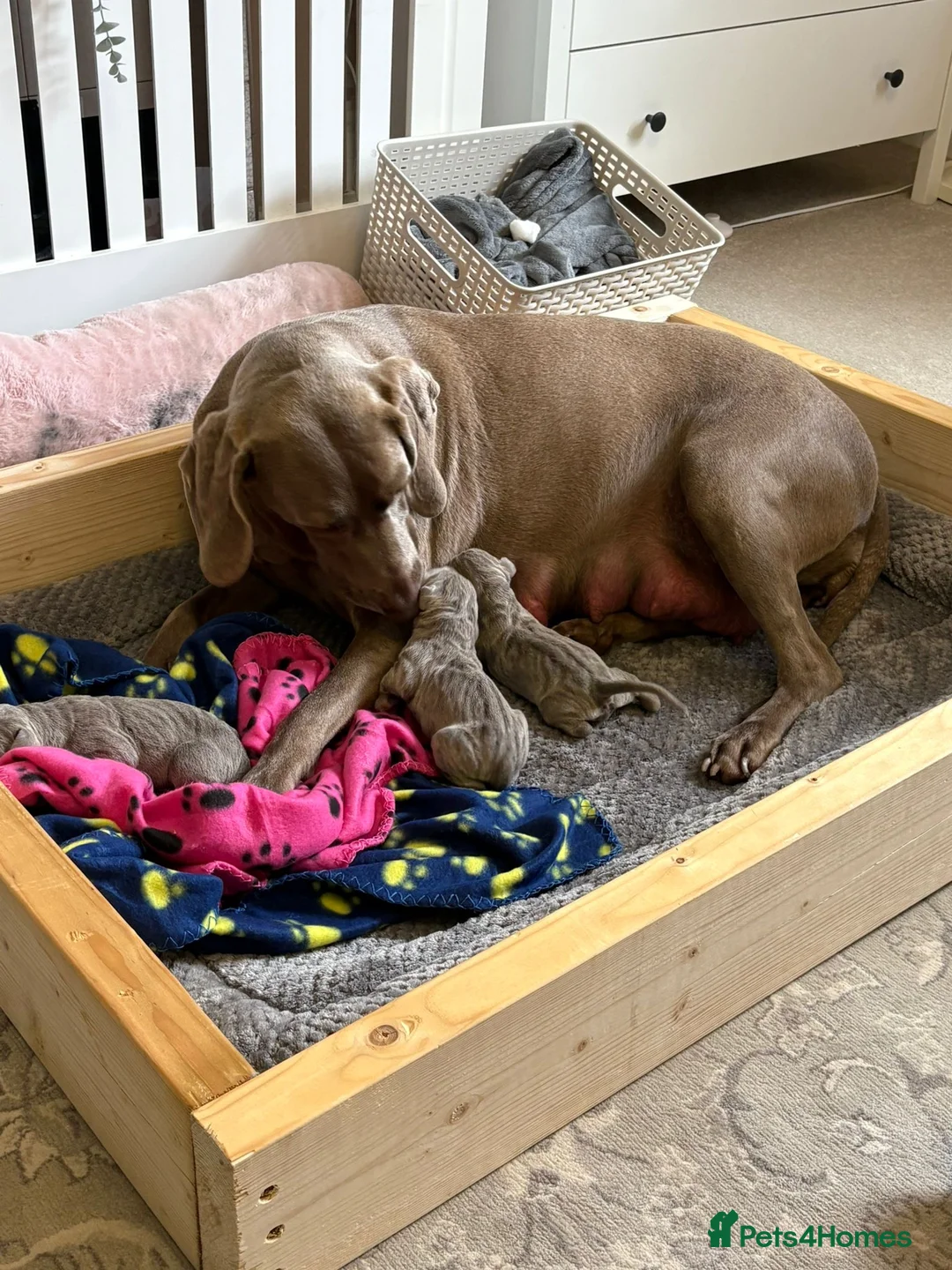 Mixed Breed dogs for sale: PUPPIES ARE HERE 🤩🥳 - Advert 2