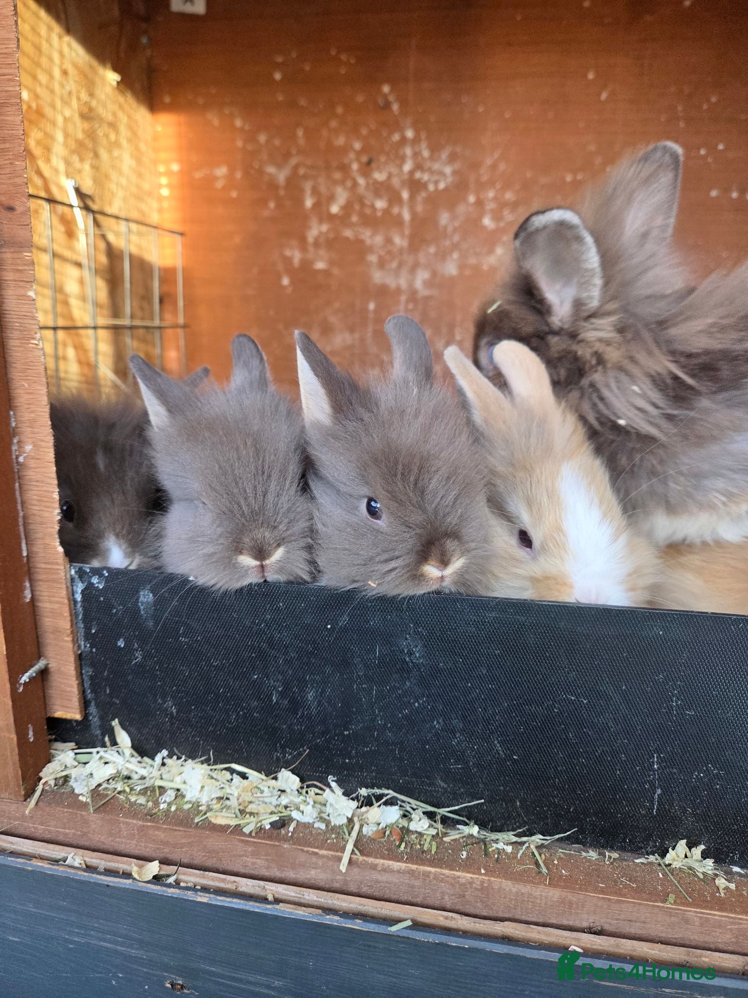 Lionhead rabbits ☆Ready 28th Aug☆ Double maine lion head Girls - Advert 2