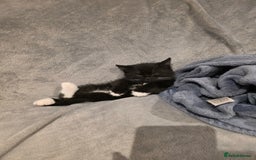 British Shorthair cats for sale: Lovely kittens  - Image 27