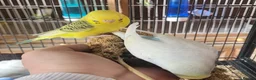 Budgerigars birds for sale: Semi to tame baby Budgies  - Advert 7