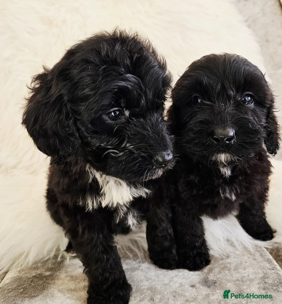 Cockapoo dogs for sale: F1B COCKAPOO 3 puppies 2 boys 1 girl available  - Advert 4