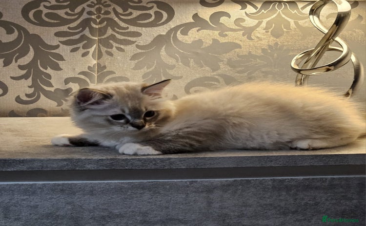 Ragdoll cats - Advert 1