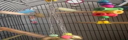 Budgerigars birds for sale: Parrots looking for home  - Advert 4