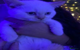 British Shorthair cats for sale: (💙LAST WHITE KITTEN🤍) Stunning Pure BSH kittens  - Advert 7