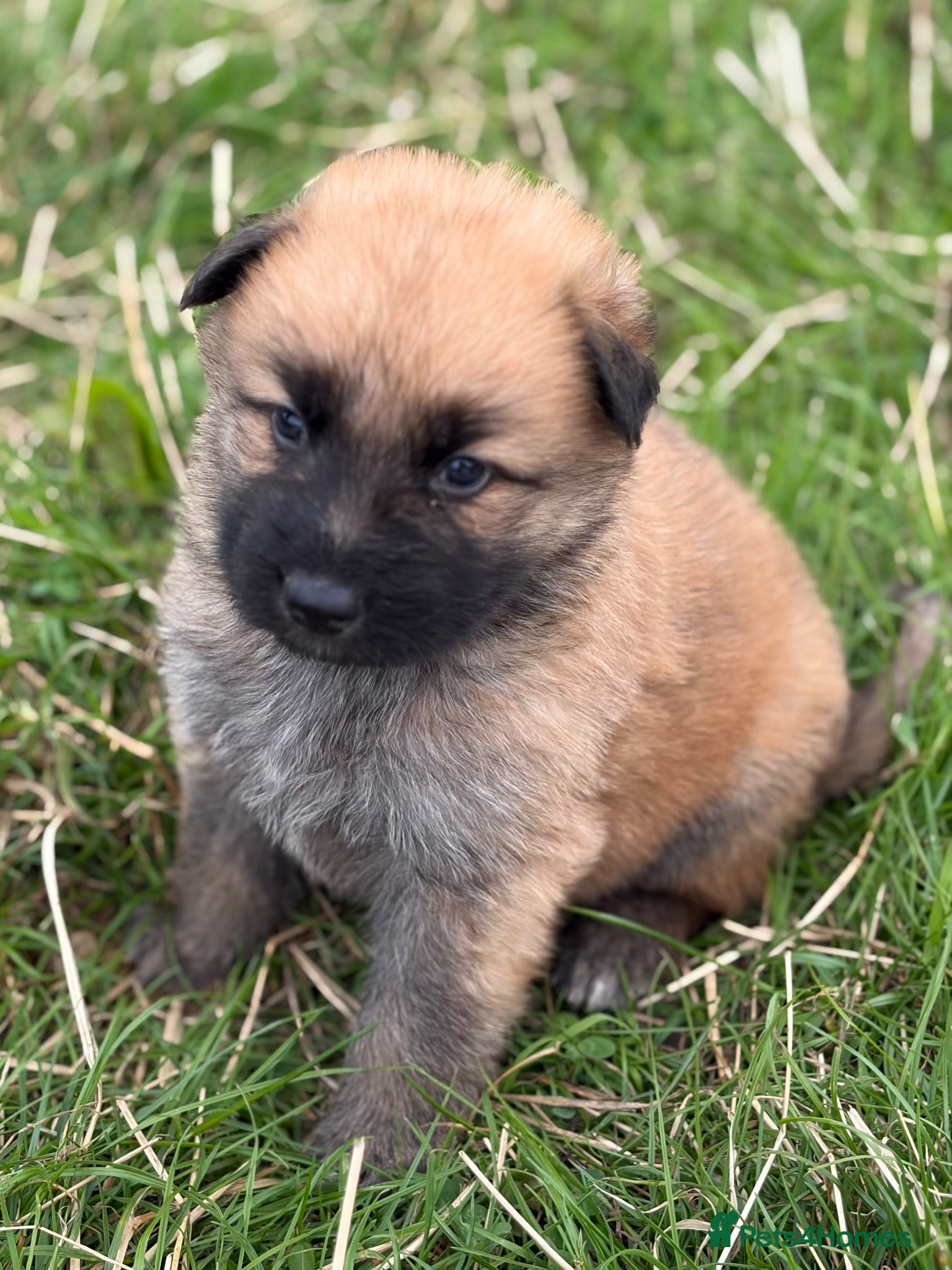 German Shepherd dogs German shepherd pups - Advert 15