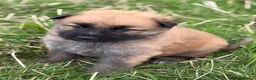 German Shepherd dogs for sale: German shepherd pups - Advert 4