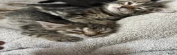 Mixed Breed cats for sale: Mixed Breed Tabby Shorthair Kittens in Sheffield - Advert 7