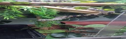 Python Snake reptiles for sale: Adult jungle carpet python - Advert 8