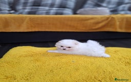 Pomeranian dogs for sale: Exellent quality mini ** pomeranian puppies  - Image 19